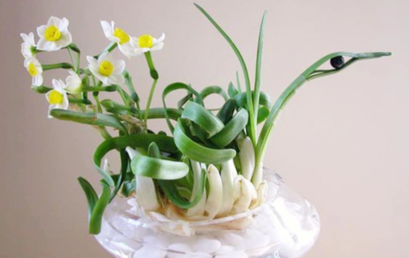 Đặc điểm v&agrave; ph&acirc;n loại c&acirc;y Hoa Thủy Ti&ecirc;n